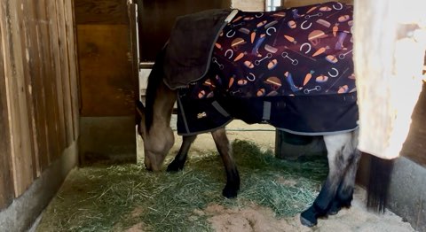 N.A.O.明野高原キャンプ場の馬舎