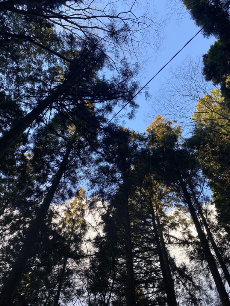 木々に囲まれたコテージ