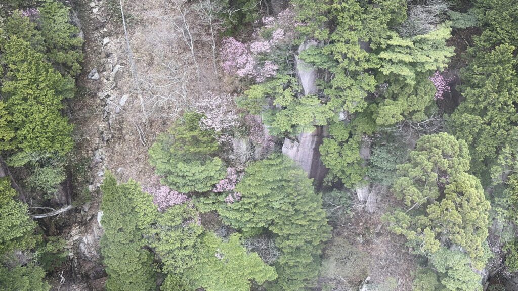 御在所岳のアカヤシオの木々